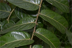 Glochidion tomentosum